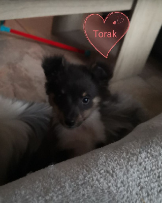 TORAK