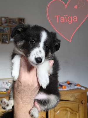 TAÏGA